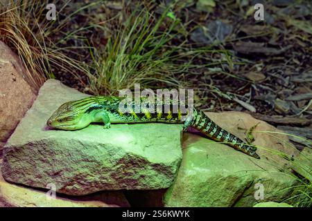 Australische Blauzungenskink (Tiliqua scincoides) Stockfoto