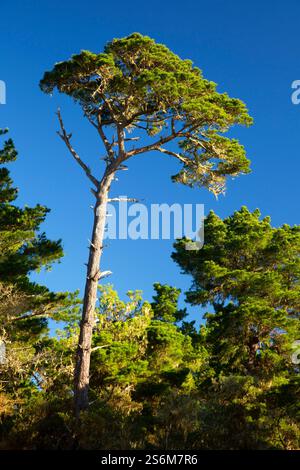 Monterey Pine (Pinus radiata), Point Lobos State Reserve, Big Sur Coast Highway Scenic Byway, Kalifornien Stockfoto