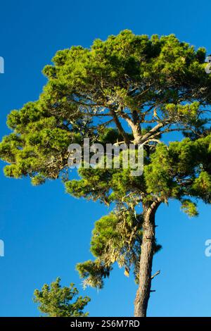 Monterey Pine (Pinus radiata), Point Lobos State Reserve, Big Sur Coast Highway Scenic Byway, Kalifornien Stockfoto