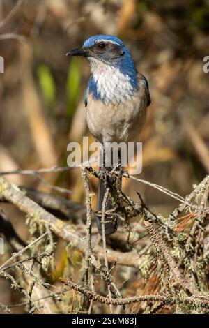 California Scrub-Jay (Aphelocoma californica), Point Lobos State Reserve, Big Sur Coast Highway Scenic Byway, Kalifornien Stockfoto