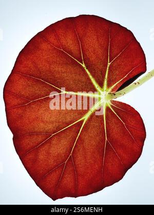 Nahaufnahme des Blattes einer Begonia Erythrophylla Pflanze mit Sonnenschein. Stockfoto