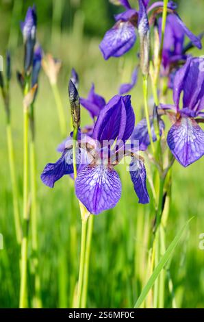 Sibirische Iris im Quellwald. Eine Gruppe blühender sibirischer Iris (Iris sibirica) in einem wilden Wald auf einem Sumpf. Stockfoto