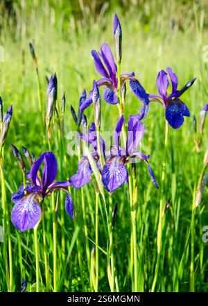 Sibirische Iris im Quellwald. Eine Gruppe blühender sibirischer Iris (Iris sibirica) in einem wilden Wald auf einem Sumpf. Stockfoto