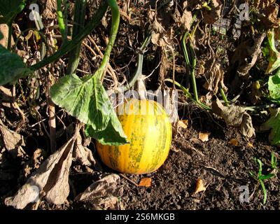Ölkürbis auf dem Feld, Cucurbita pepo var Stockfoto