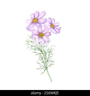 Rosa Kosmos Blume Zweig Aquarell handgemalte Illustration. Drei Kosmetikblüten am Stiel mit Blättern. Blumensommer, Herbstgänseblümchen Stockfoto