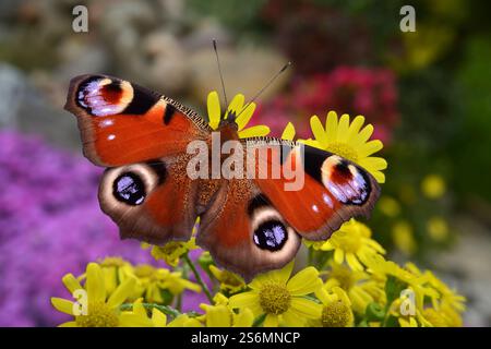 Tagpfauenauge Stockfoto