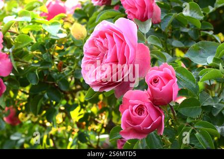 Rosen im Frühjahr Stockfoto