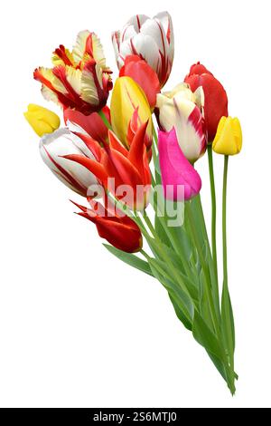 Tulpen Stockfoto