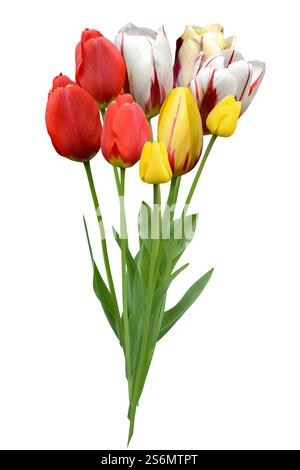 Strauß Tulpen Stockfoto