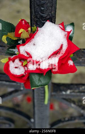 Eine schneebedeckte rote Rose, die am Gitter befestigt ist Stockfoto
