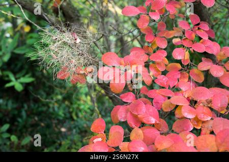 Die Blätter des Perückenstrauchs sind im Herbst rot gefärbt Stockfoto