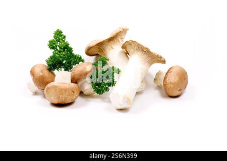 Frische Pilze Stockfoto