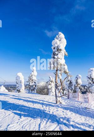 Landschaft mit Schnee im Winter in Ruka, Finnland. Stockfoto