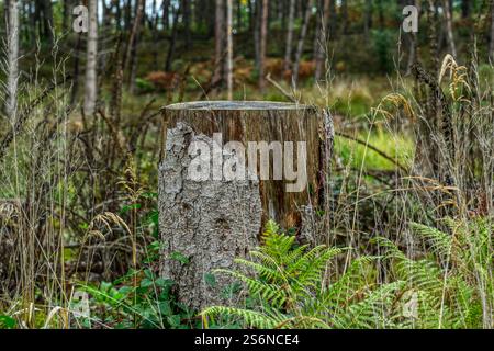 Baumstumpf im Wald in der Wahner Heide im Herbst Stockfoto