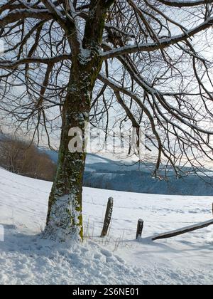 Baum- und Schneelandschaft auf dem Rothaarsteig bei Winterberg im Winter Stockfoto