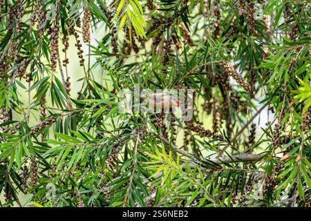 Ein gewöhnlicher Wachsschnabel, der auf einem Baum sitzt Stockfoto