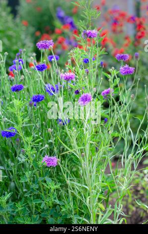 Wildblumen auf einer englischen Wiese, blaue Kornblumen 'Centaurea cyanus' mit gemeinem roten Mohn 'Papaver rhoeas' im Hintergrund, Juni, England, Vereinigtes Königreich. Stockfoto