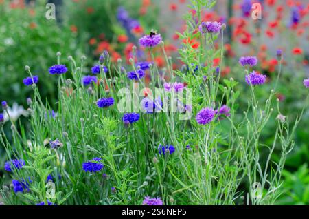 Wildblumen auf einer englischen Wiese, blaue Kornblumen 'Centaurea cyanus' mit gemeinem roten Mohn 'Papaver rhoeas' im Hintergrund, Juni, England, Vereinigtes Königreich. Stockfoto