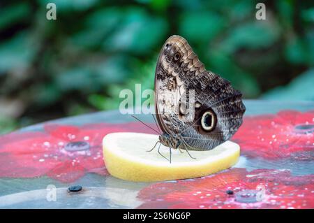 Ein Schmetterling sitzt auf einer Zitronenscheibe. Der Schmetterling ist braun und weiß Stockfoto