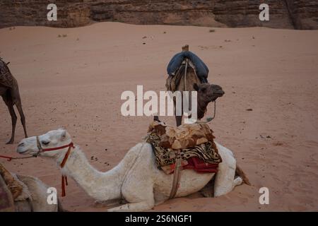 Kamele ruhen in einer Wüstenlandschaft Stockfoto