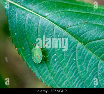 Eine grüne Stinkwanze (Palomena prasina) auf einem Blatt Stockfoto