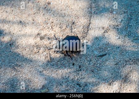 Ein feiner, runder schwarzer Käfer im Sand. Nahaufnahme eines kleinen Käfers Stockfoto