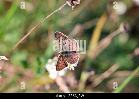 Ein Schmetterling, FeuerSchmetterling sitzt auf einer Pflanze Stockfoto