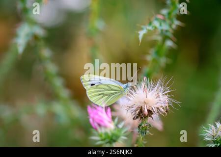 Ein weißer Schmetterling auf einer Distel Stockfoto