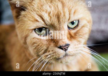 Porträt einer Hauskatze Stockfoto