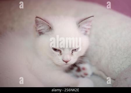 Porträt eines süßen Kätzchens, eines Babys einer britischen Langhaarrasse Stockfoto