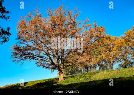 Herbstliche Landschaft mit herbstlichen bunten Bäumen, Indian Summer Stockfoto