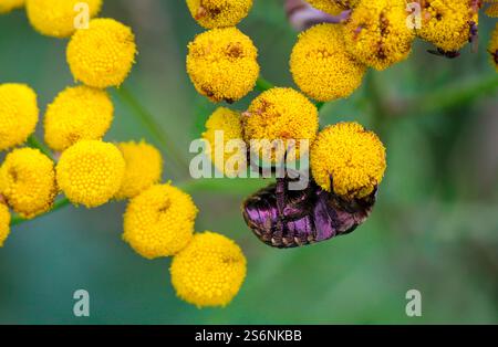 Nahaufnahme eines Rosenkäfers auf einer Wiesenpflanze, einer tansy Stockfoto