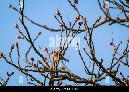 Goldfinch auf einem Baum Stockfoto