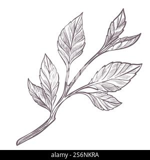 Setzling oder kleiner Zweig mit Blättern, Stiel mit Laub. Wachsende Pflanze oder Herbarium. Isolierte Botanik, Landwirtschaft und Gartenbau, Kräuterzusammensetzung. Einfarbige Skizzenkontur, Vektor in abgewickelter Form. Kleiner Schössling oder Zweig mit monochromen Blättern Stock Vektor