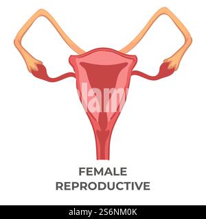 Das Fortpflanzungssystem der Frau, isoliertes Icon des Anatomieorgans der Frau. Uterus und Tuben mit Eiern. Forschung oder Studium in Medizin und Gynäkologie, Anatomie und Biologie. Vektor in abgewickelter Form. Weibliches Fortpflanzungssystem der Frau, Biologiikone Stock Vektor