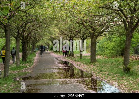 Blühende Frühlingsallee im Berliner Park Stockfoto