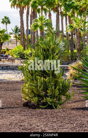 Ein kleiner Baum mit grünen Blättern ist in einem Garten. Der Baum ist von anderen Pflanzen und Bäumen umgeben Stockfoto