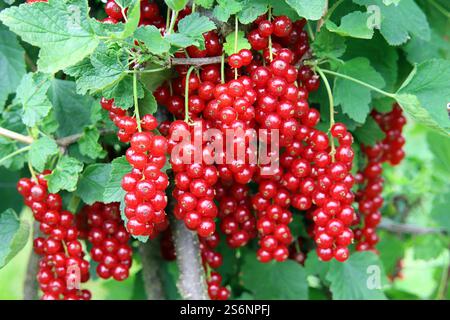 Saftige Johannisbeeren direkt aus dem Busch Stockfoto