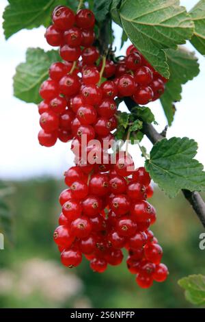 Saftige Johannisbeeren direkt aus dem Busch Stockfoto