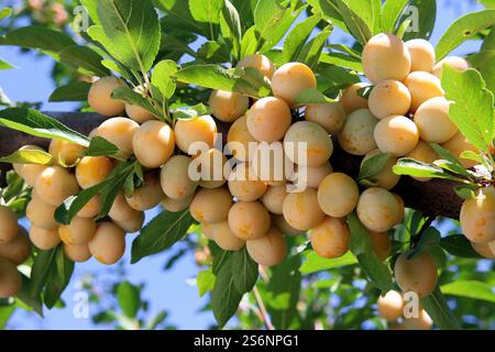 Reiche Mirabellen-Pflaumenernte Stockfoto