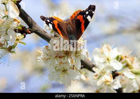 Ein Admiral auf der Suche nach Nahrung Stockfoto