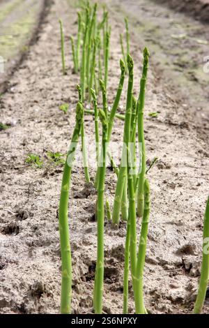 Grüner Spargel, ein Geschenk der Natur Stockfoto