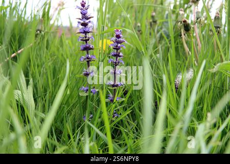 Sommerblume versteckt in hohem Gras Stockfoto