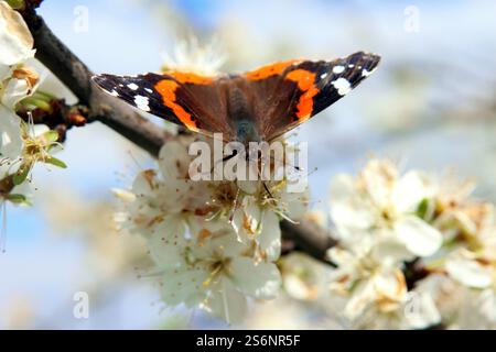 Ein Admiral auf der Suche nach Nahrung Stockfoto