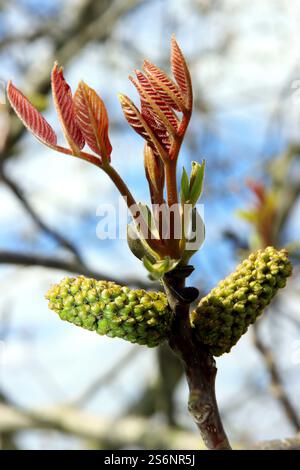 Walnussbaumblüte im Frühjahr Stockfoto
