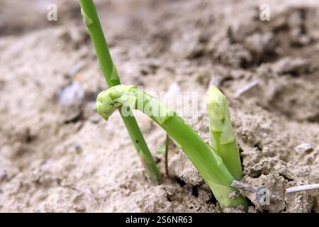 Grüner Spargel, ein Geschenk der Natur Stockfoto