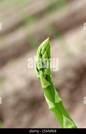 Grüner Spargel, ein Geschenk der Natur Stockfoto