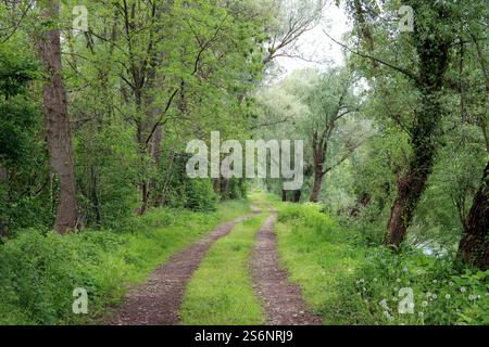 Einsamer Weg durch unberührte Natur Stockfoto