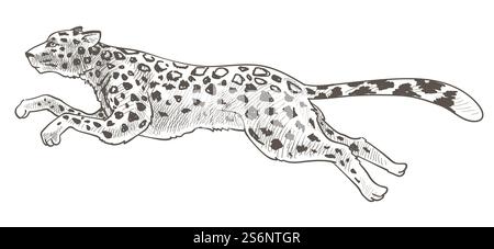 Gepardentier in Bewegung, isolierter, laufender Leopard mit Flecken auf dem Fell. Felines Säugetier mit langem Schwanz und Körper, Fleischfresser im Zoo oder Reservat, exotische monochrome Skizzen. Vektor in abgewickelter Form. Laufender Gepard oder Leopardentier im Bewegungsvektor Stock Vektor