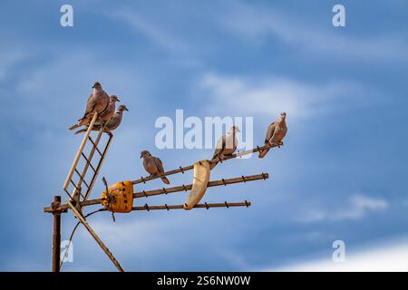 Eine Gruppe von Tauben steht auf einer Metallantenne. Die Vögel befinden sich in verschiedenen Positionen, einige sitzen und andere stehen. Die Szene ist friedlich und ser Stockfoto